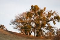 Bell Valley Mistletoe