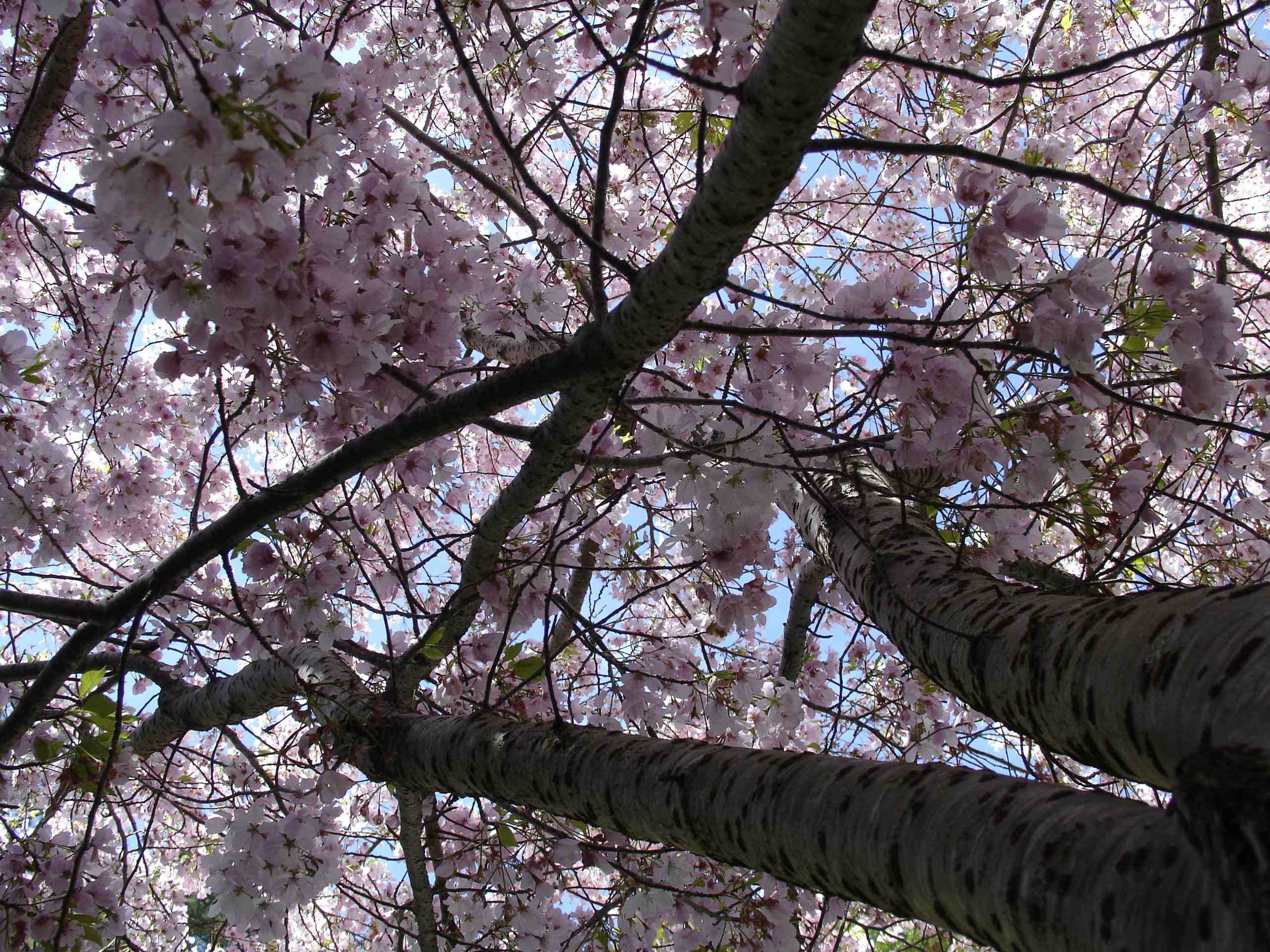 plum_blossoms1